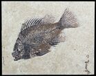 Cockerellites (Priscacara) Fossil Fish - Wyoming #52498-1